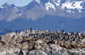 Cormorans et lions de mer