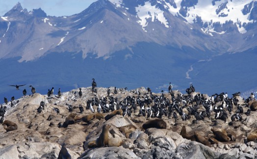 Cormorans et lions de mer