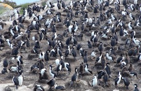 Cormorans impériaux