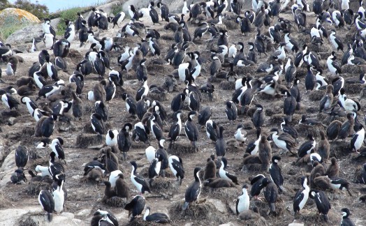 Cormorans impériaux