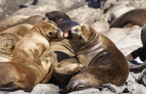 Lions de mer