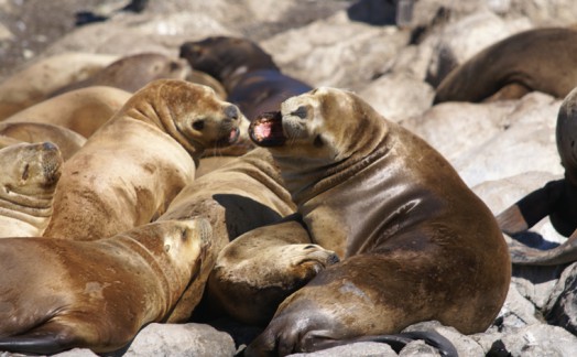 Lions de mer