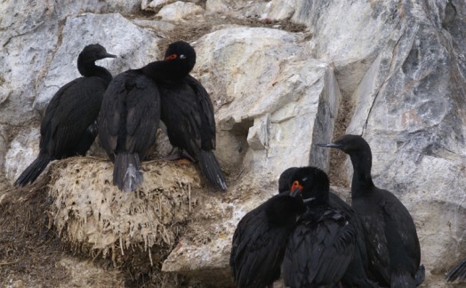 Nidification cormorans