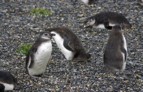 Pingouins de Magellan