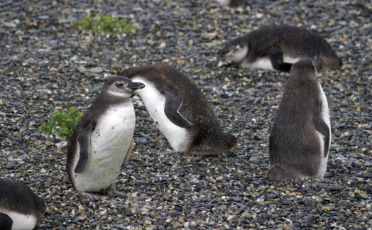 Pingouins de Magellan