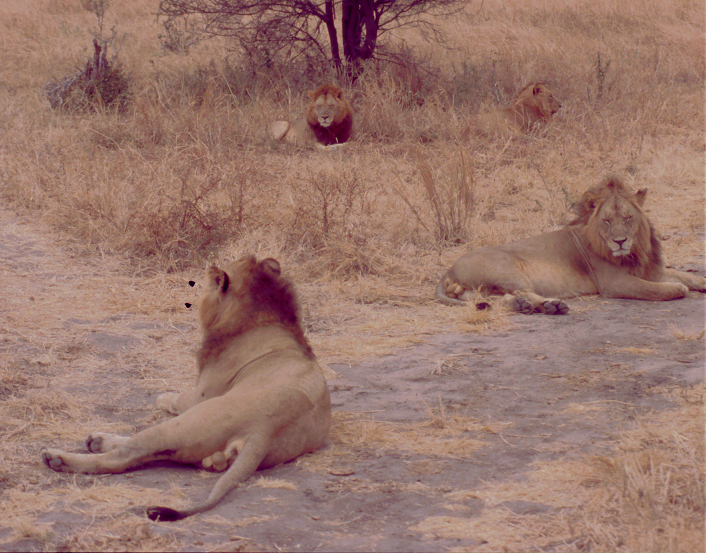 4 lions tarangire