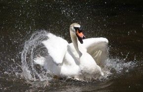 Swan