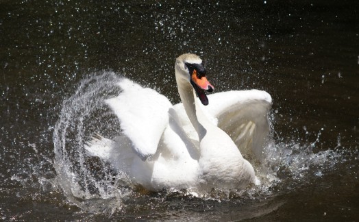 Swan