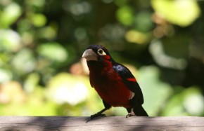 Bearded Barbet