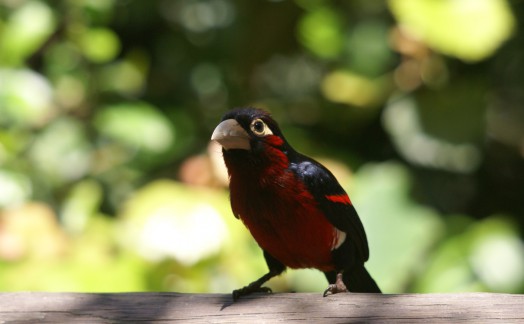 Bearded Barbet