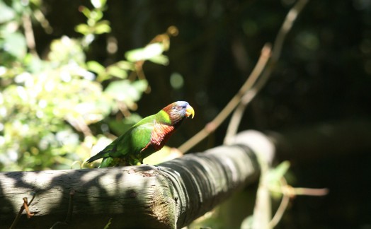 Rainbow Lorikeet