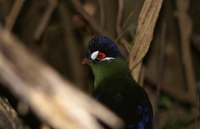 Purple Crested Touraco