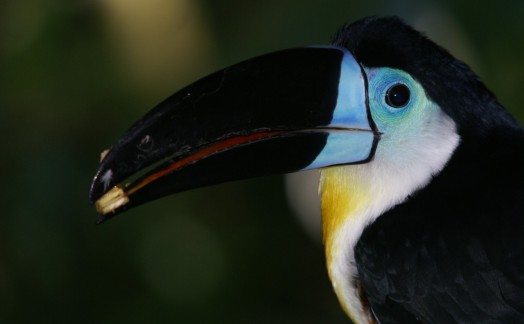 Toucan