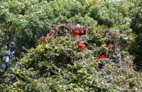 Scarlet Ibis