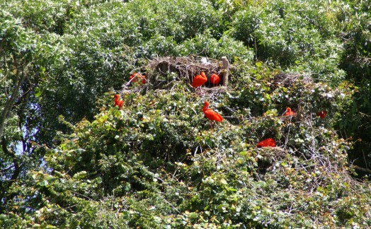 Scarlet Ibis