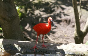 Scarlet Ibis