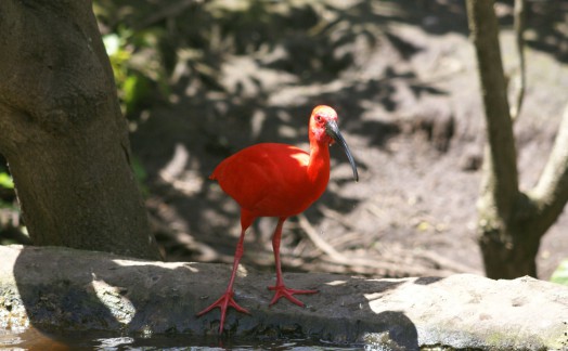 Scarlet Ibis