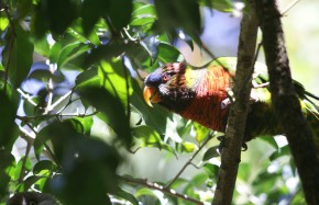 Rainbow Lorikeet