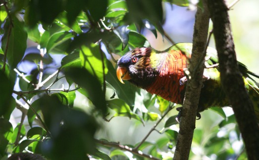 Rainbow Lorikeet