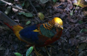 Chinese Pheasant