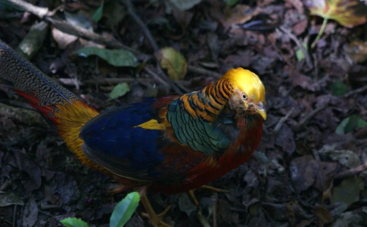 Chinese Pheasant