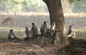 Famille de singes vervet