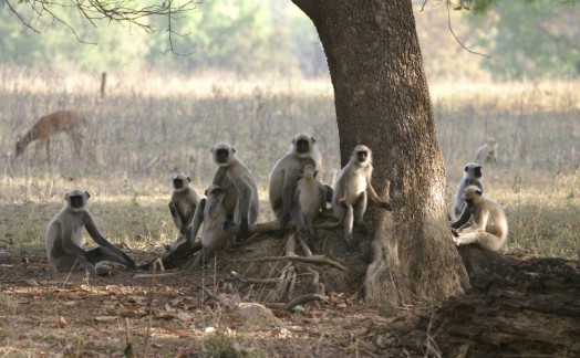 Famille de singes vervet