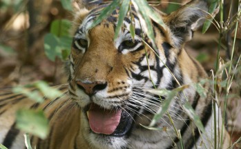 Tigres, Kanha national park