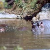 L’hippopotame en danger