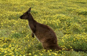Asie, Australie et Pacifique