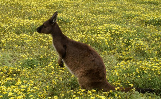 Asie, Australie et Pacifique