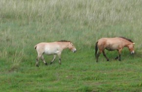 Chevaux de Przewalski