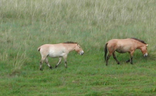 Chevaux de Przewalski