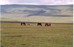 Chevaux mongols