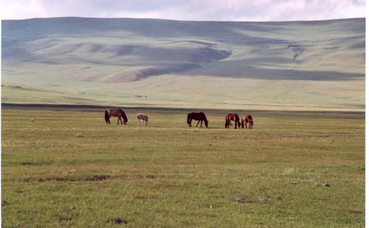 Chevaux mongols