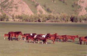 Chevaux mongols