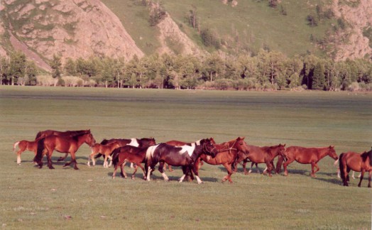 Chevaux mongols