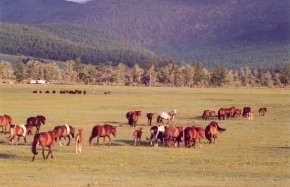 Chevaux mongols