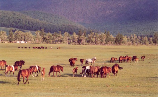 Chevaux mongols