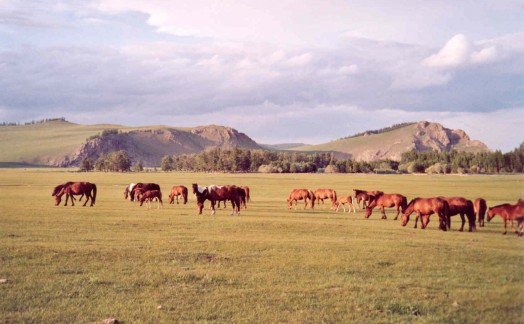 Chevaux mongols