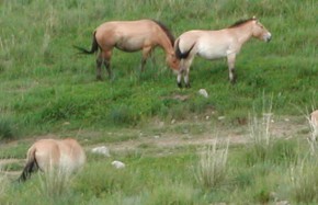 Chevaux de Przewalski