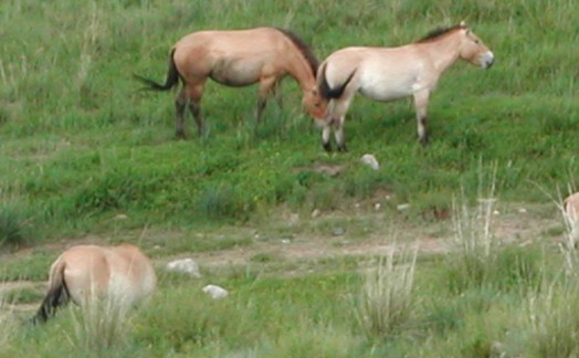 Chevaux de Przewalski