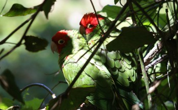 Birds of heaven