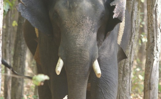 Approche à dos d'éléphant