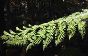 Fougère arborescente