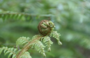 Fougère arborescente