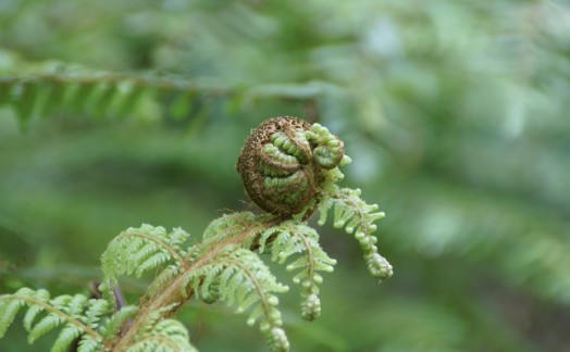 Fougère arborescente