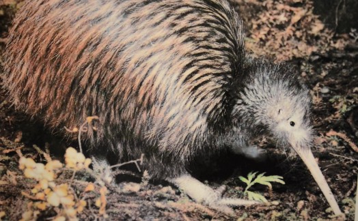 Kiwi