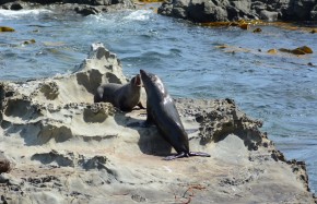 Otaries à fourrure sur la route de Kaikoura