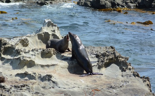 Otaries à fourrure sur la route de Kaikoura